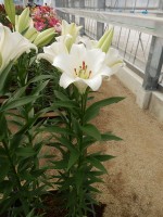 [4105 Savanne No101.JPG]